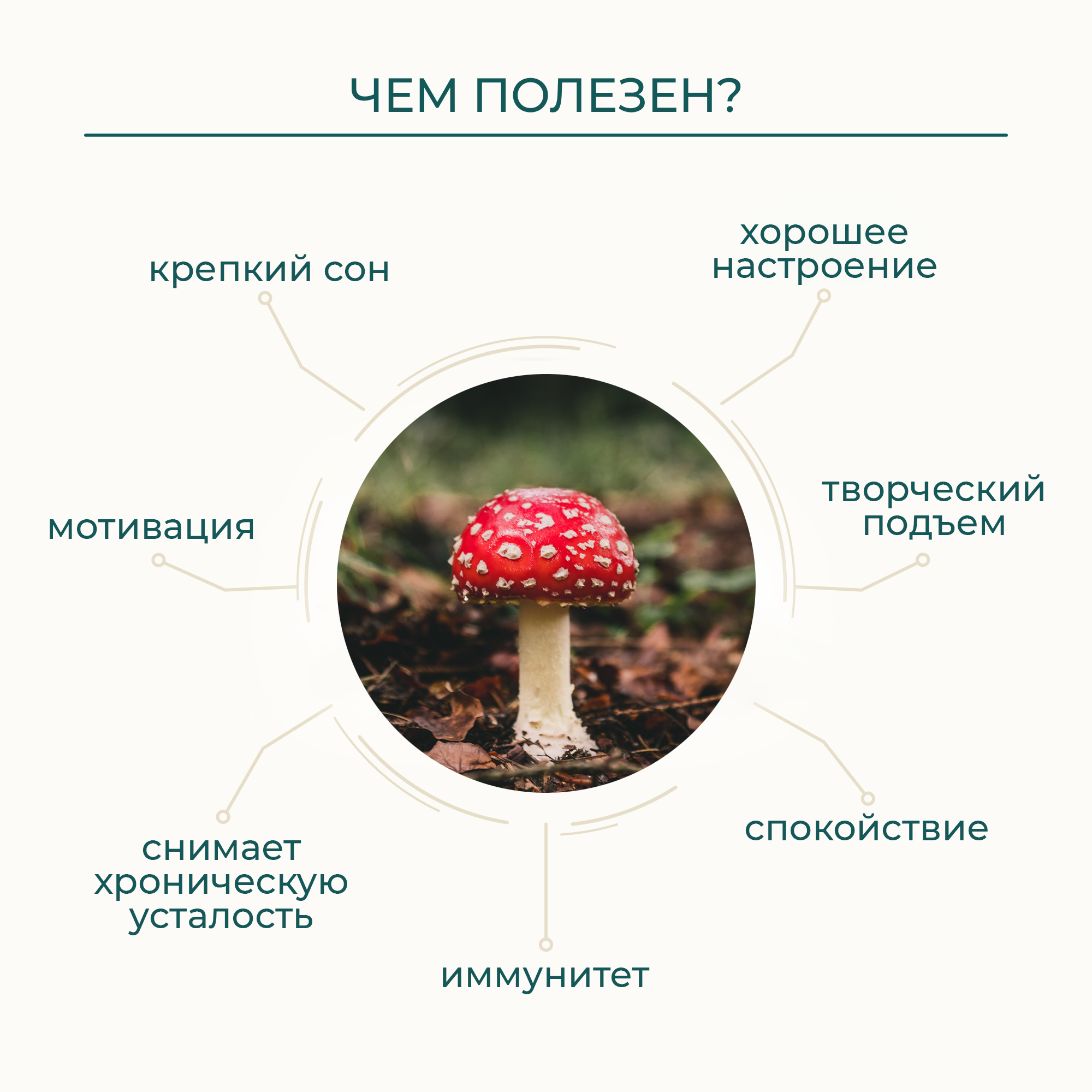 Купить ByPlants, Красный мухомор сушеный, капсулы, 60 шт. по цене 1590 ₽ в  интернет-магазине iTAB | наличие, стоимость, доставка, отзывы, заказ на  сайте